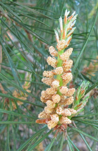 Pine -30ml- Healing Herbs