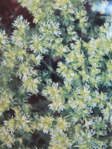 Scleranthus -30ml- Healing Herbs