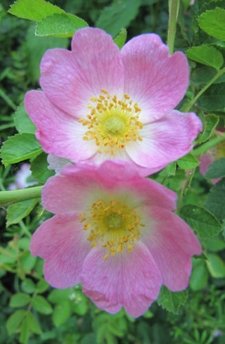Wild Rose -30ml- Healing Herbs